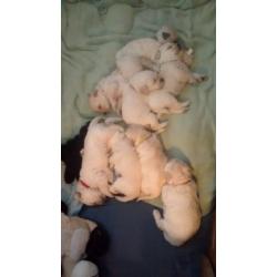 Labradoodle pups