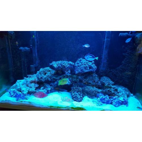 Fluval profile 1200 marine aquarium
