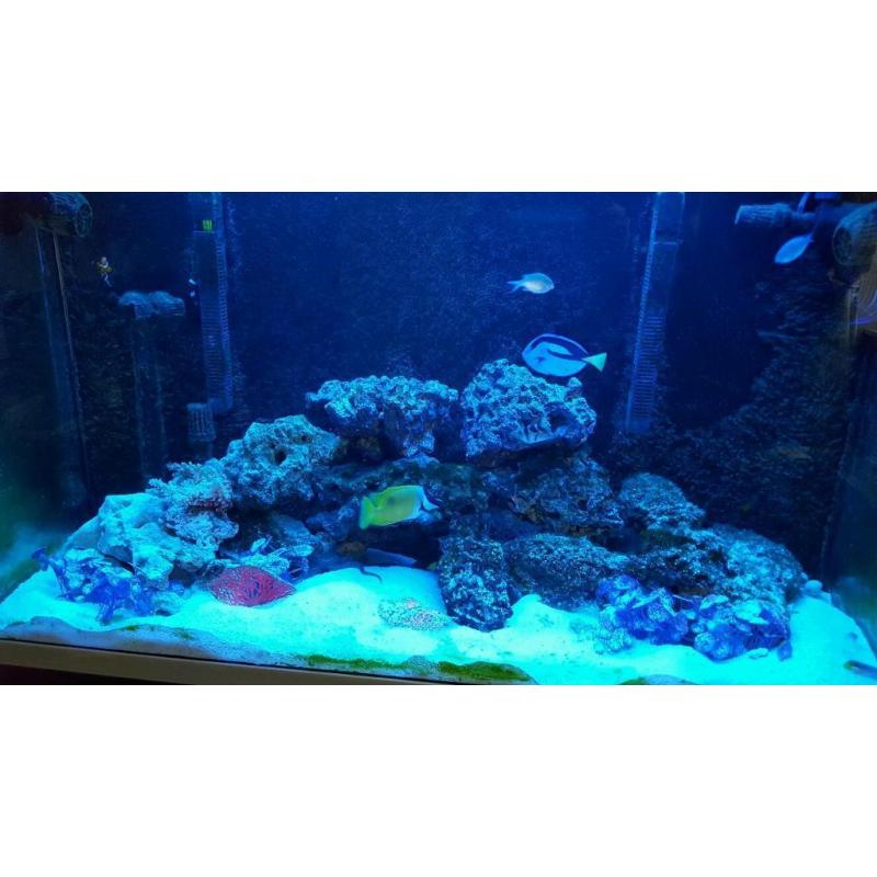 Fluval profile 1200 marine aquarium