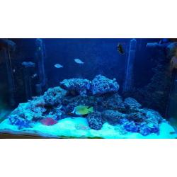 Fluval profile 1200 marine aquarium