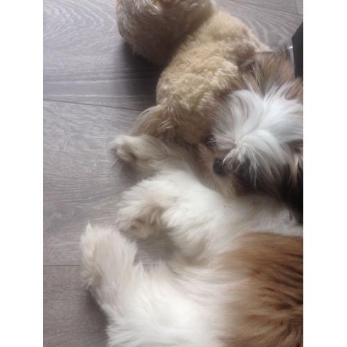 Shit tzu girl for sale