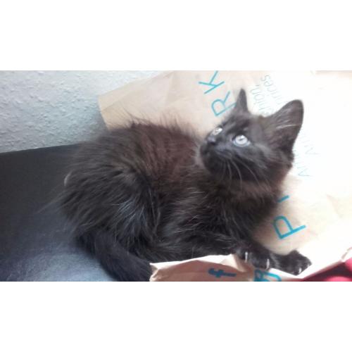 2 Kittens for sale