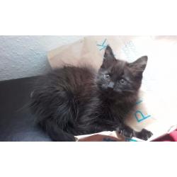 2 Kittens for sale
