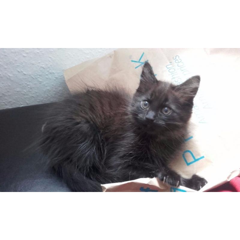2 Kittens for sale