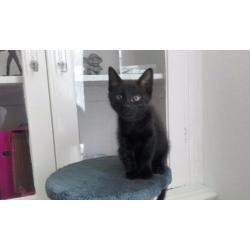 2 Kittens for sale