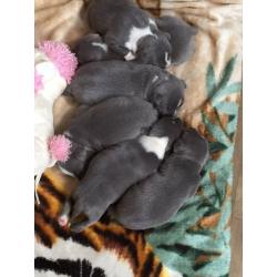 Blue staff puppies