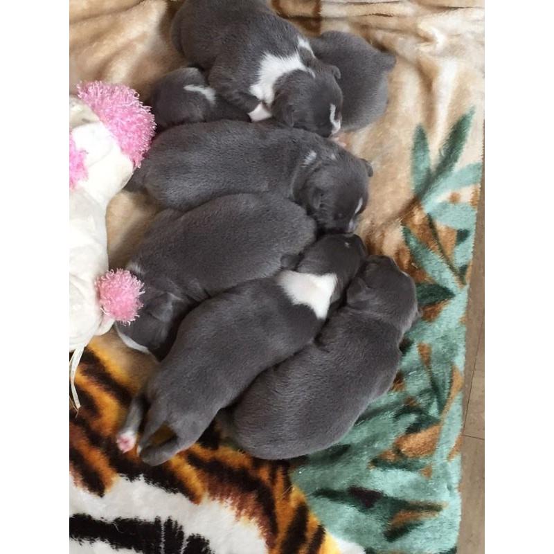 Blue staff puppies