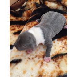 Blue staff puppies