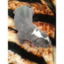 Blue staff puppies