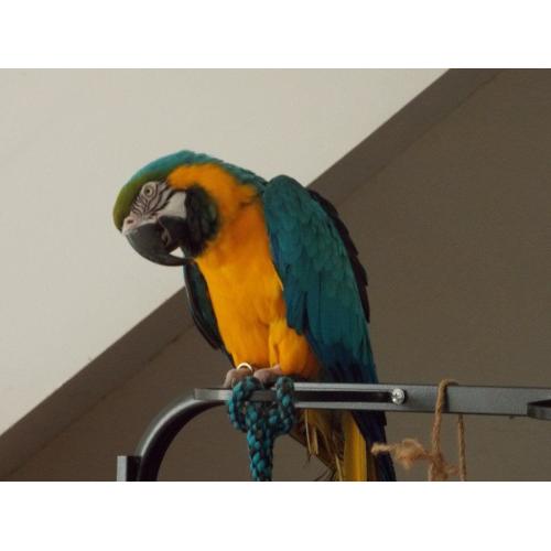 I have 2 Blue and Gold Macaws for sale
