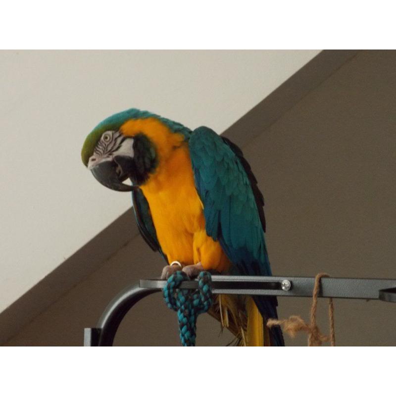 I have 2 Blue and Gold Macaws for sale