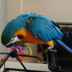 I have 2 Blue and Gold Macaws for sale