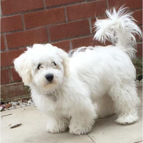 Cavachon boy 6 month old