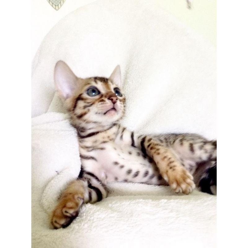Bengal baby Leopard spotted boy!