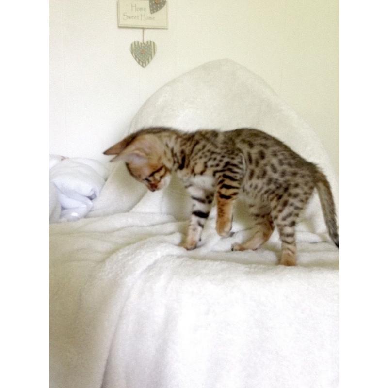 Bengal baby Leopard spotted boy!