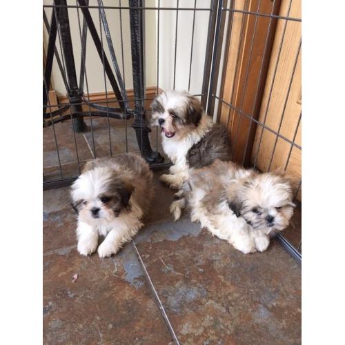 Shihtzu's puppy's *only 1 male left*