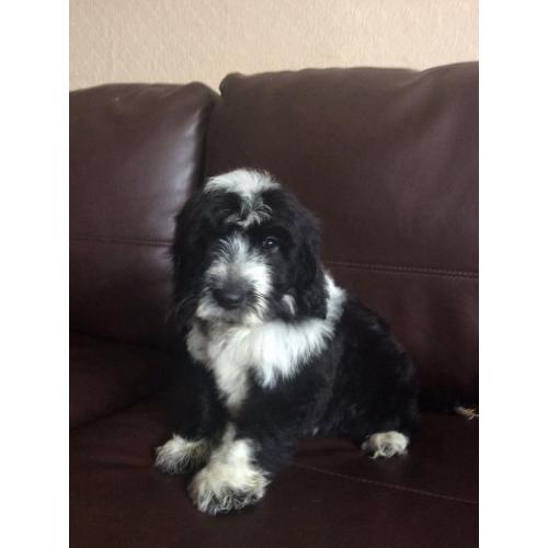 F1 English Cockapoo