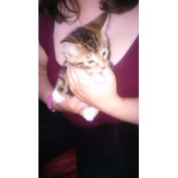 Beautiful kittens for sale