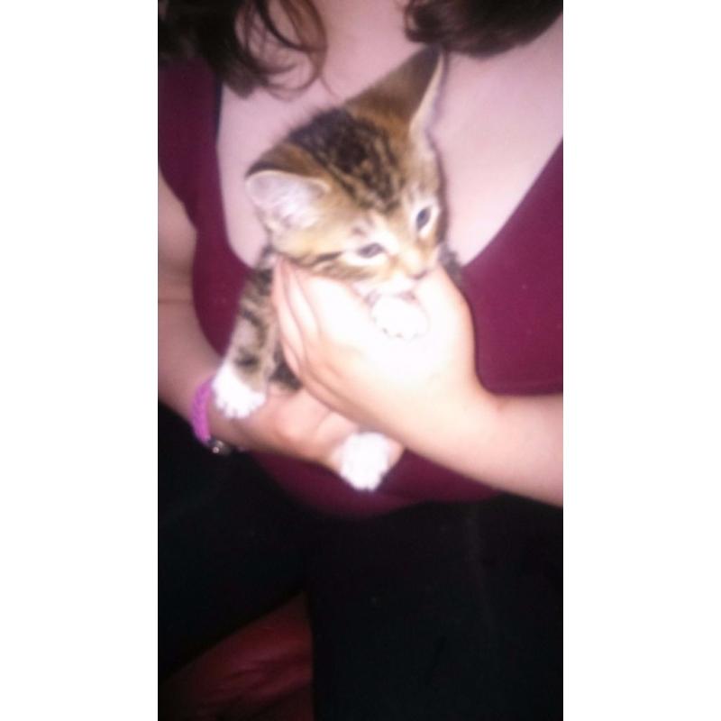 Beautiful kittens for sale