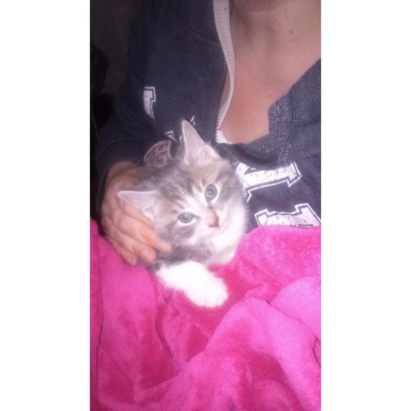 Beautiful kittens for sale