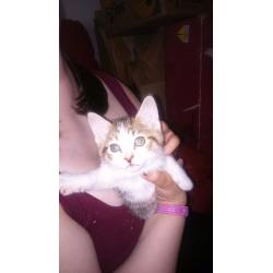 Beautiful kittens for sale