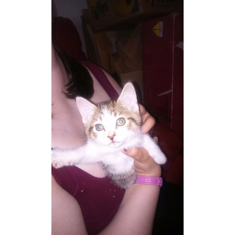 Beautiful kittens for sale