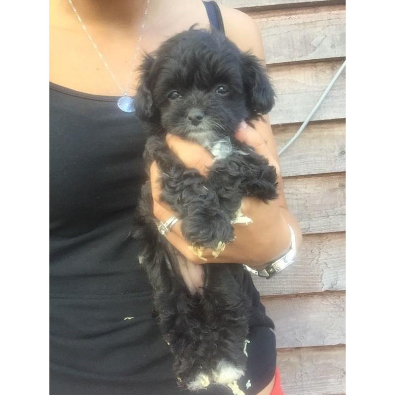 Shihtzu x Chihuahua