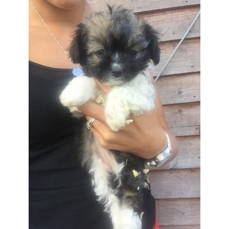 Shihtzu x Chihuahua