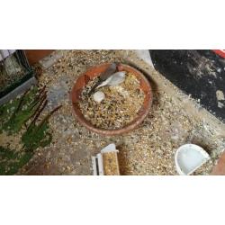 Diamond dove baby for sale
