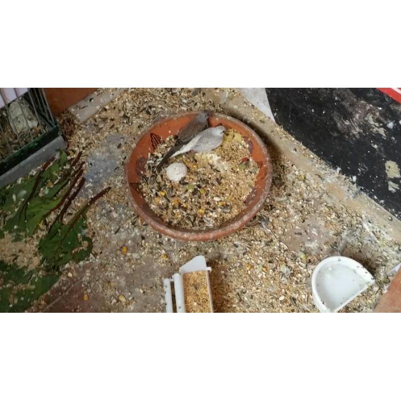 Diamond dove baby for sale