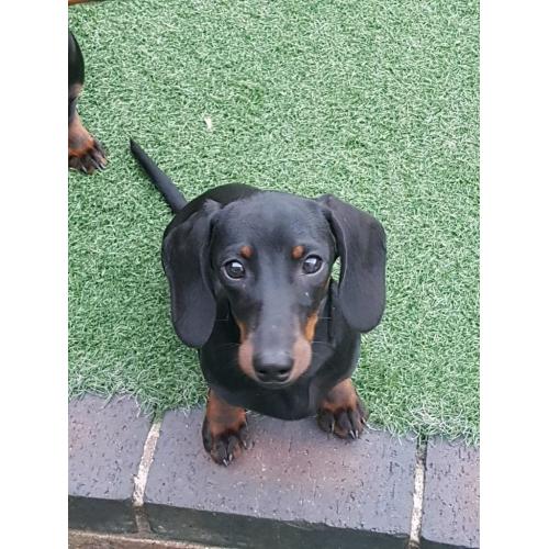 dachshund puppies male