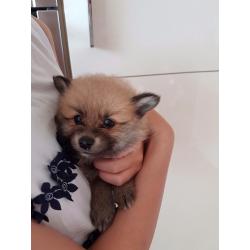 BEAUTIFUL POMERANIAN PUPPIES