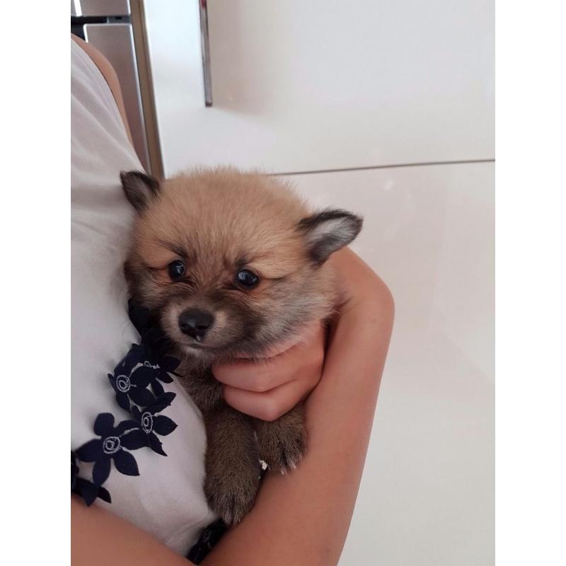 BEAUTIFUL POMERANIAN PUPPIES