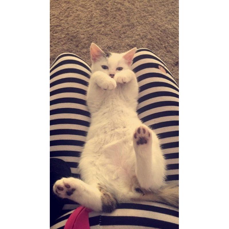 13 week old small kitten.