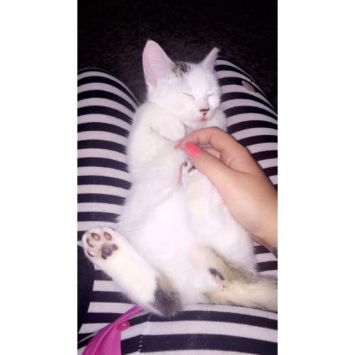 13 week old small kitten.