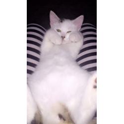 13 week old small kitten.