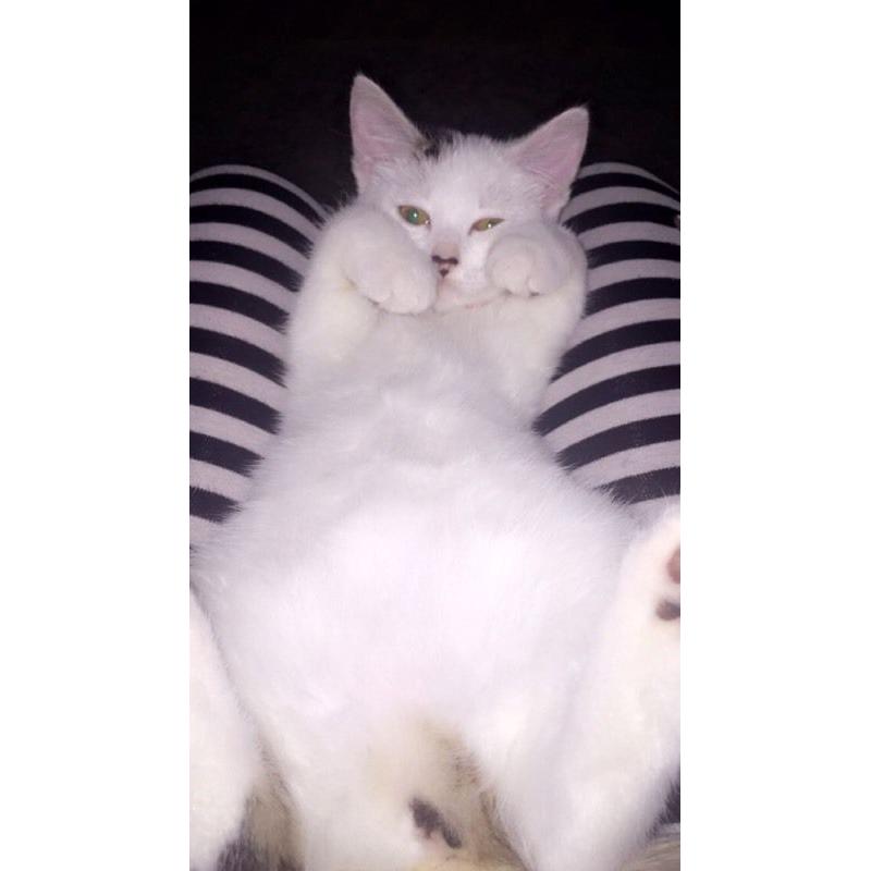13 week old small kitten.