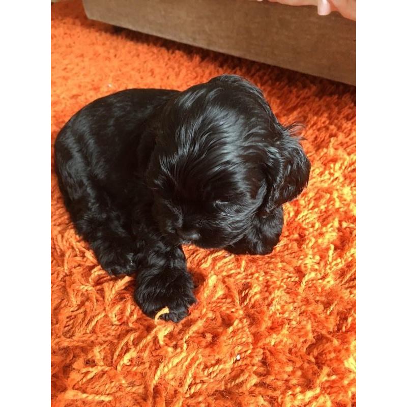 American cocker spaniels