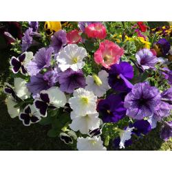 2 x Large Flower Hanging Baskets - Pansy - Petunia - Mimulus - Viola - 15" Width - 19" Height