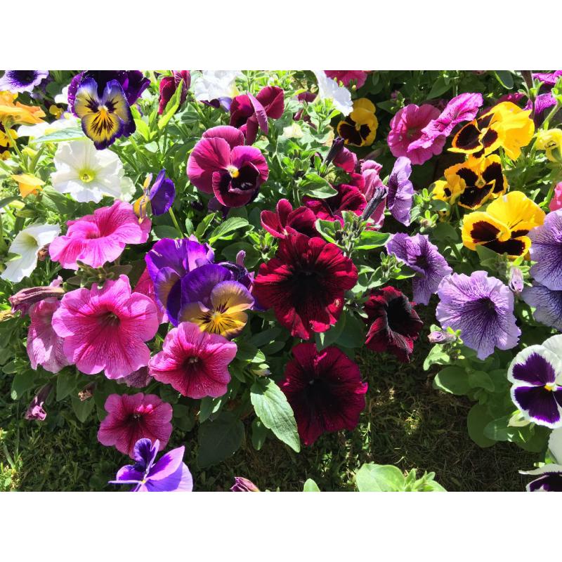 2 x Large Flower Hanging Baskets - Pansy - Petunia - Mimulus - Viola - 15" Width - 19" Height
