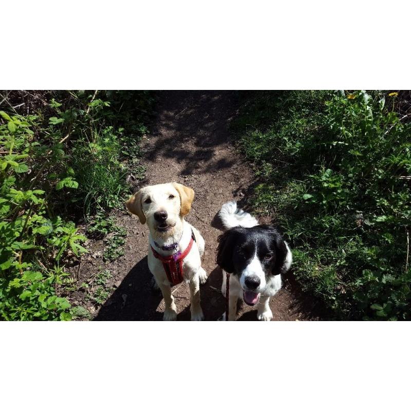 Paws and Go Walkies Professional Licenced Dog Walker Edinburgh East