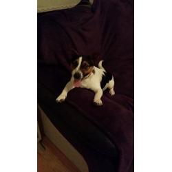 1 1/2 year old male Jack Russell - Loving Home Needed - Perfect Paws Dog Sanctuary