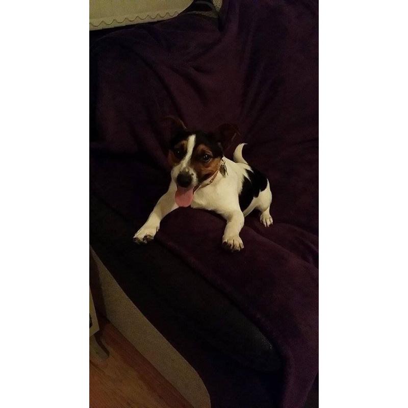 1 1/2 year old male Jack Russell - Loving Home Needed - Perfect Paws Dog Sanctuary