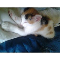 kittens for sale