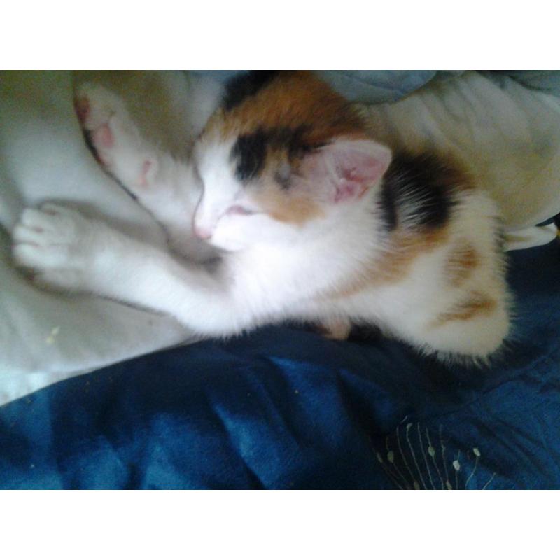 kittens for sale