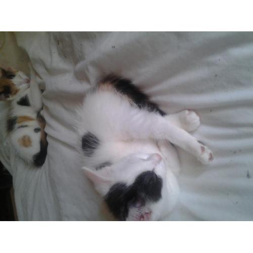 kittens for sale