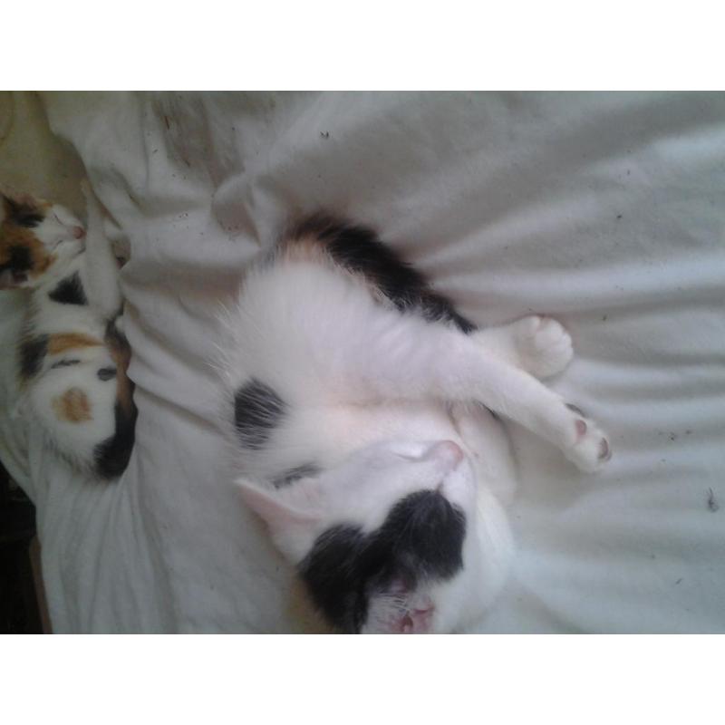 kittens for sale