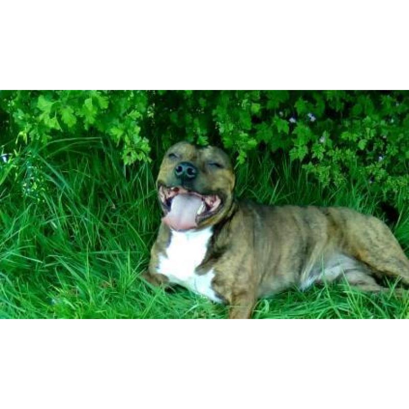 Staffy