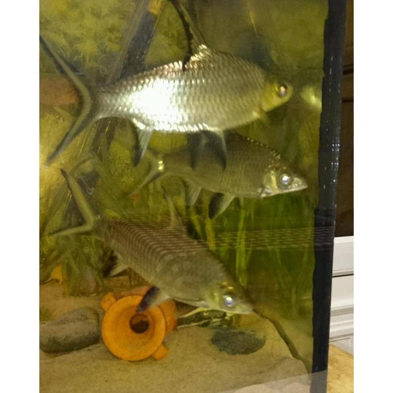 Four silver Bala shark's
