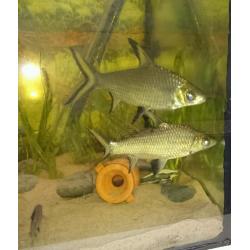 Four silver Bala shark's